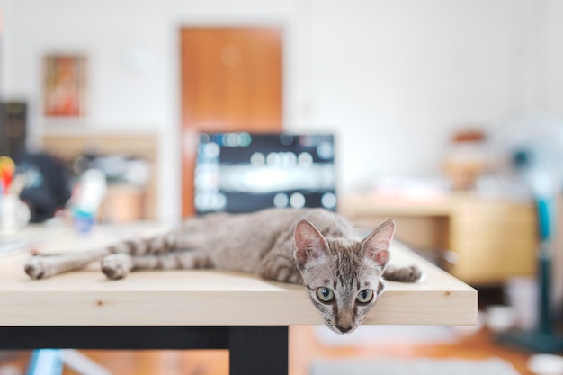 Portret van een kat die op tafel zit