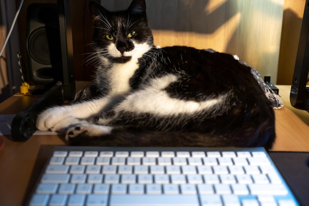 Foto portret van een kat die thuis bij een laptop zit