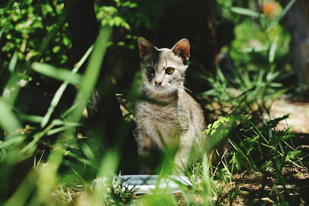 Portret van een kat die tussen planten zit