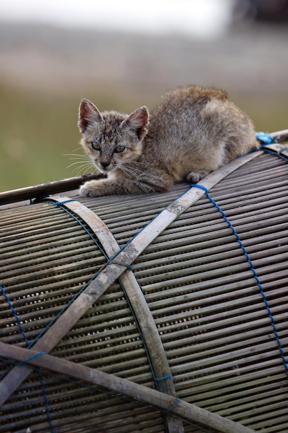 Foto portret van een kat die zich buiten ontspant