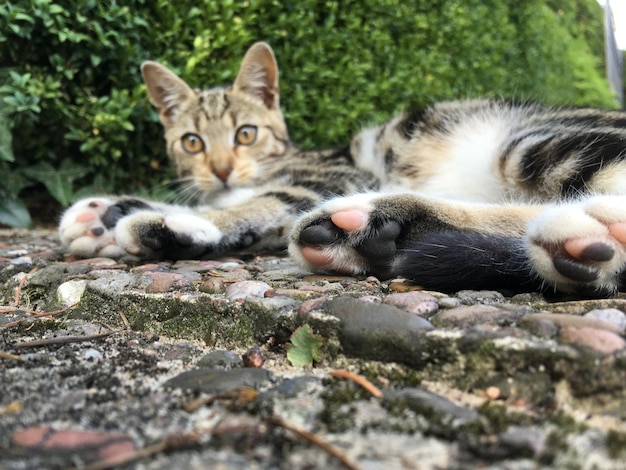 Foto portret van een kat die zich buiten ontspant