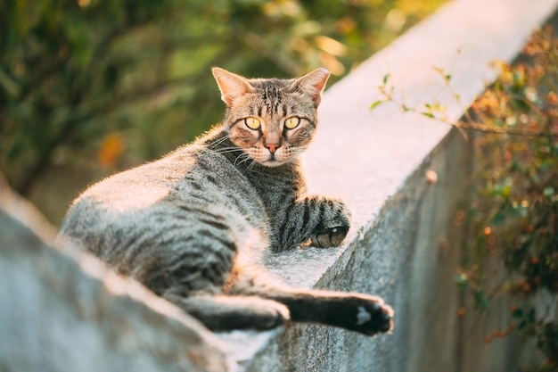 Portret van een kat die zich buiten ontspant