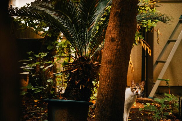 Foto portret van een kat in de achtertuin