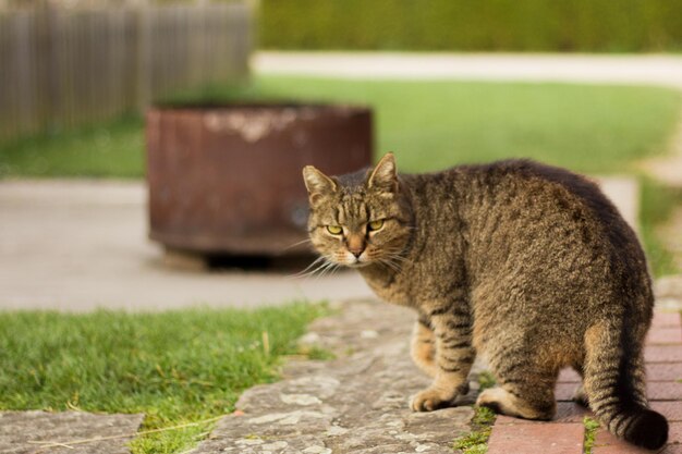 Foto portret van een kat in de achtertuin