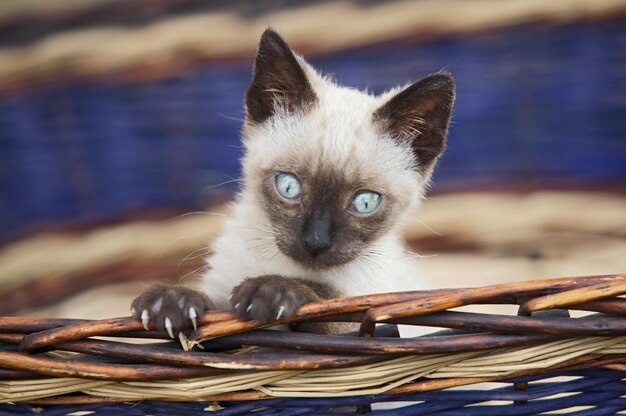 Foto portret van een kat in een mand