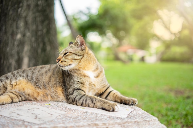 Portret van een kat in een tuin met prachtig groen gras erin en fel oranje licht