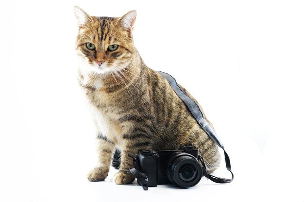 Portret van een kat met een camera op een witte achtergrond