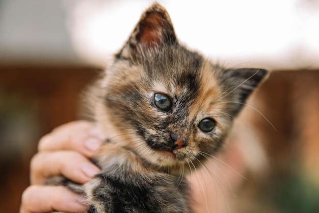 Portret van een kat met een kitten