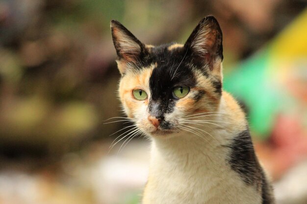 Foto portret van een kat met een uitziend gezicht