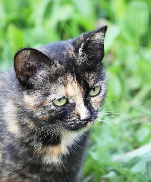 Portret van een kat met groene ogen op de natuurachtergrond