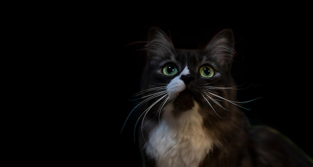 Portret van een kat met grote groene ogen en witte pluizige snor op een zwarte achtergrond