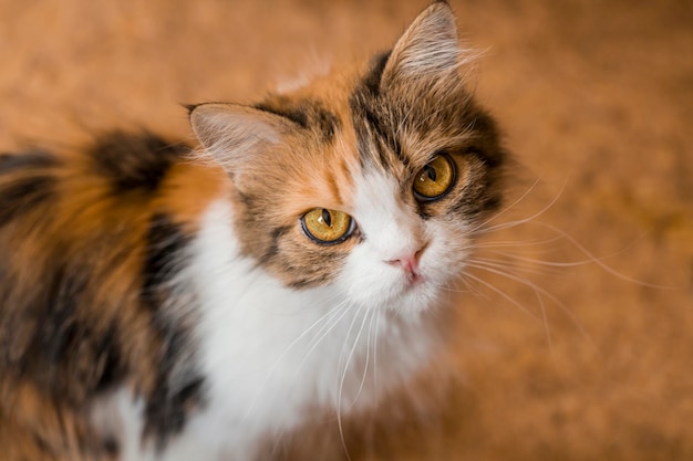 Portret van een kat met grote mooie ogen