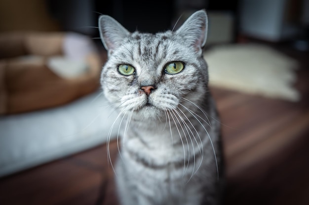 Portret van een kat op de bank thuis