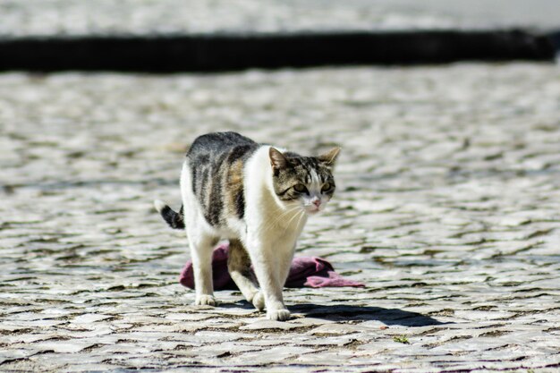 Foto portret van een kat op de kust