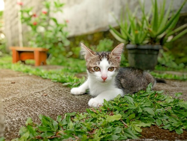 Foto portret van een kat op een plant in de tuin