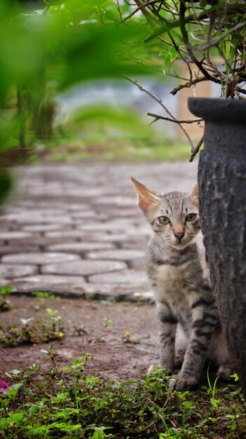 Foto portret van een kat op een plant