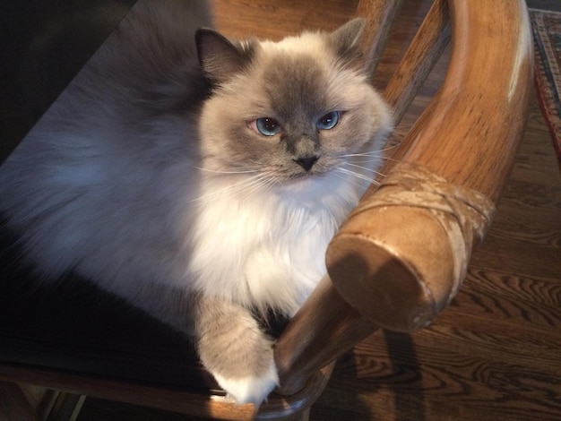 Foto portret van een kat op een stoel