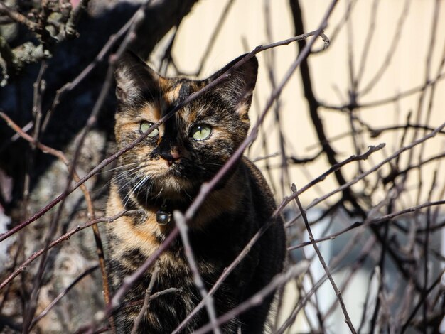 Foto portret van een kat op een tak