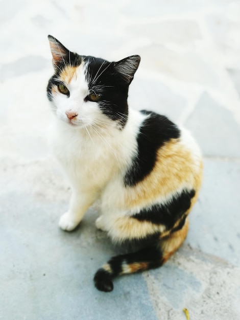 Portret van een kat op een voetpad