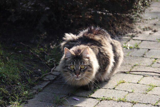 Foto portret van een kat op een voetpad