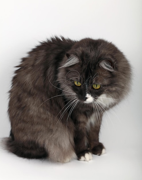 Portret van een kat op een witte achtergrond