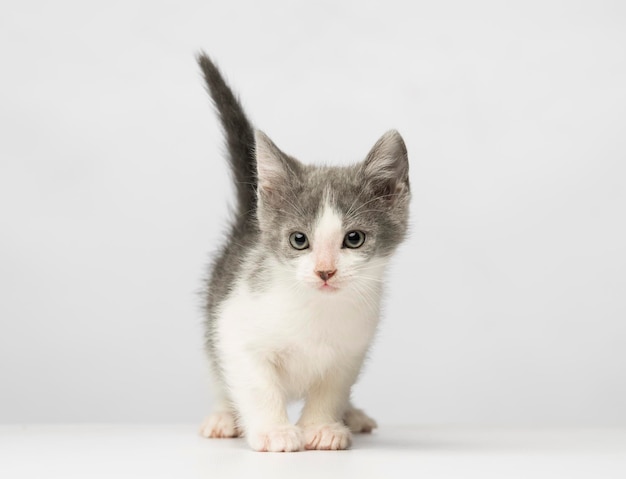 Portret van een kat op een witte achtergrond