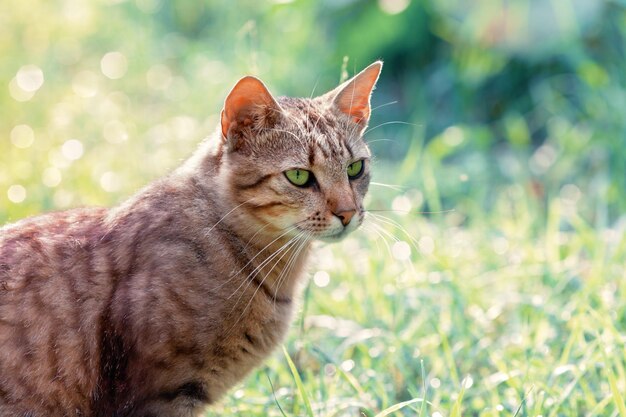 Portret van een kat op groene achtergrond
