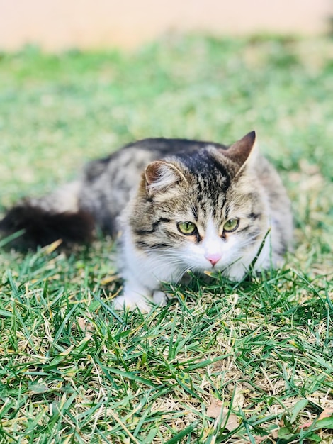 Foto portret van een kat op het veld