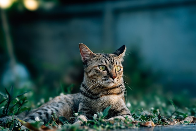 Portret van een kat op het veld