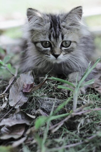 Foto portret van een kat op het veld