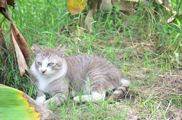 Foto portret van een kat op het veld