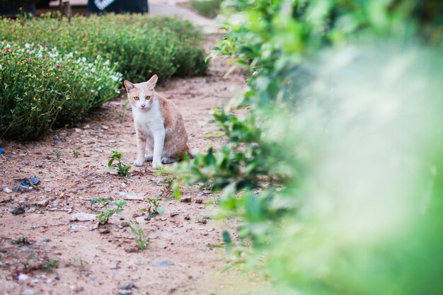 Foto portret van een kat op het veld