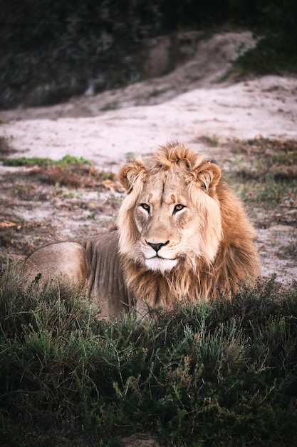 Portret van een kat op het veld
