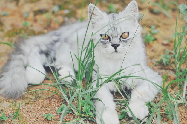 Foto portret van een kat op het veld