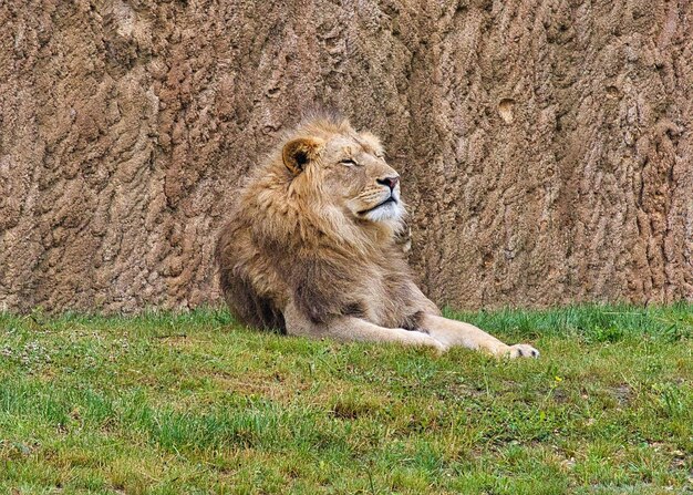 Foto portret van een kat op het veld