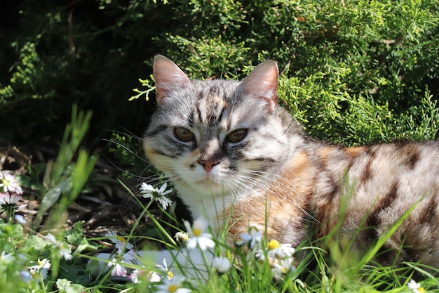 Foto portret van een kat op het veld