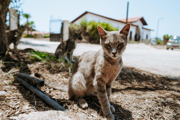 Foto portret van een kat op het veld