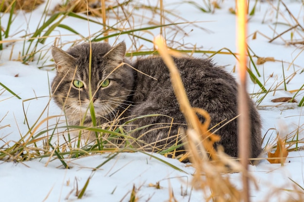 Foto portret van een kat op het veld