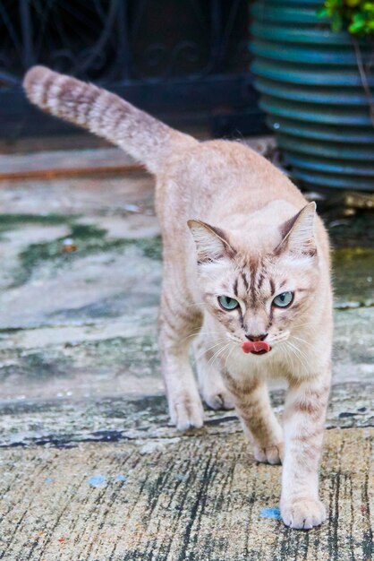 Foto portret van een kat op hout