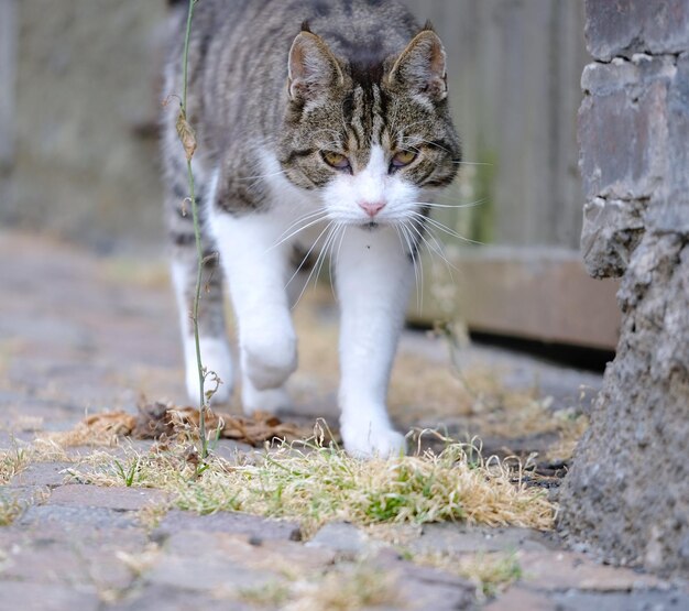 Foto portret van een kat op hout