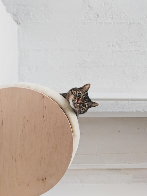 Foto portret van een kat tegen de muur