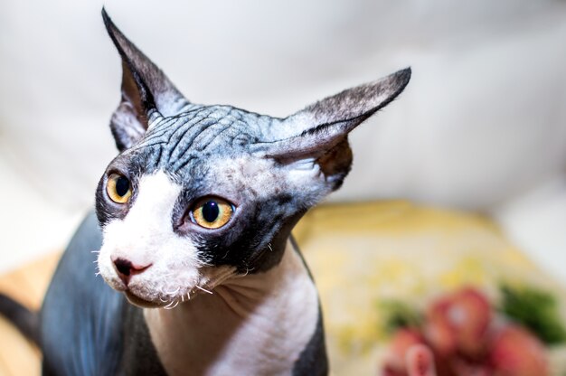Portret van een kat van het sfinxras. Detailopname