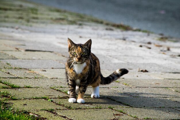 Foto portret van een kat