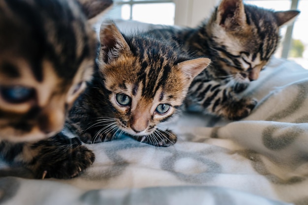 Foto portret van een kat