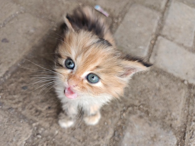 Foto portret van een kat