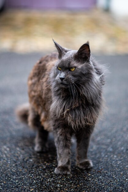 Foto portret van een kat