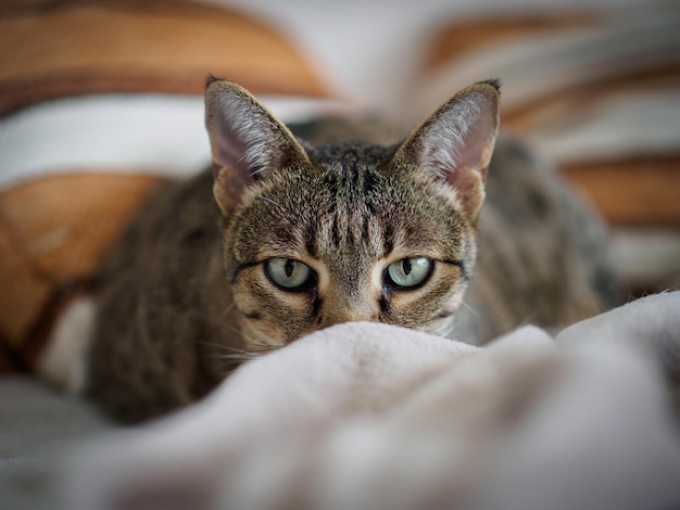 Portret van een kat