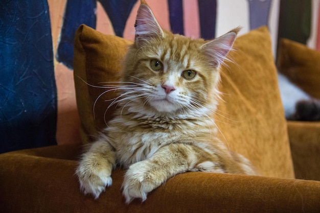 Portret van een kat