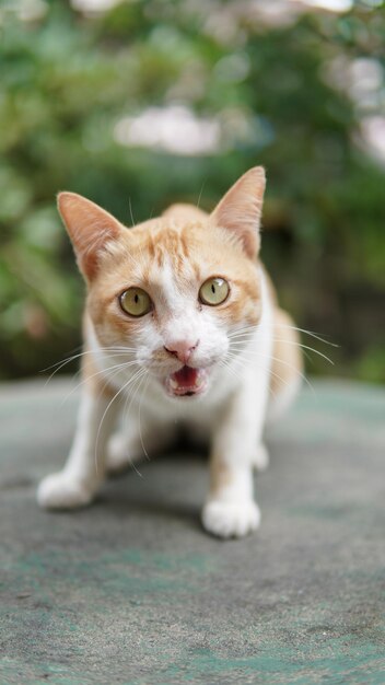 Foto portret van een kat