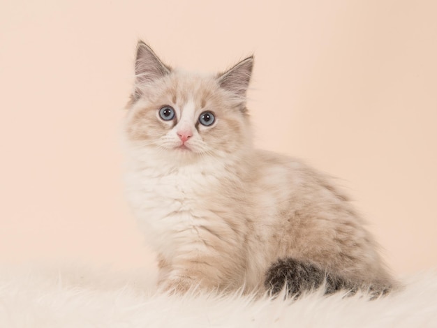 Portret van een kat